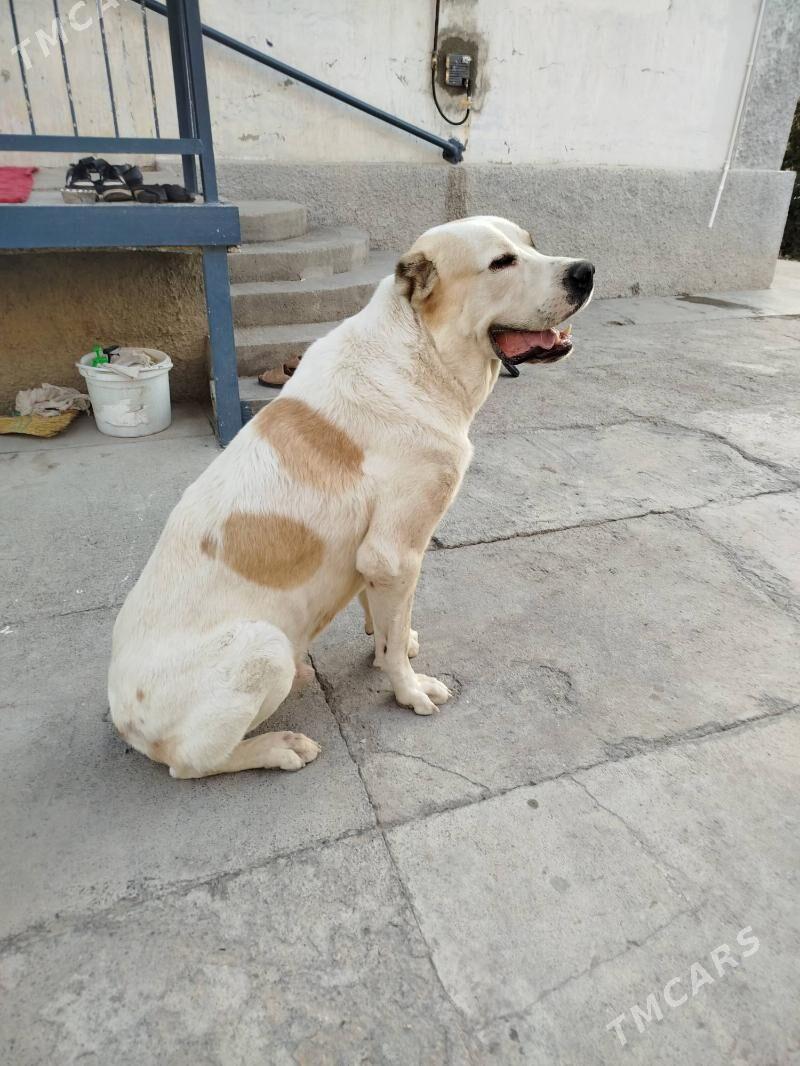 bürgit - Gökdepe - img 4