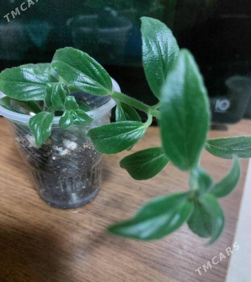 комнатные цветы - 10 мкр - img 2