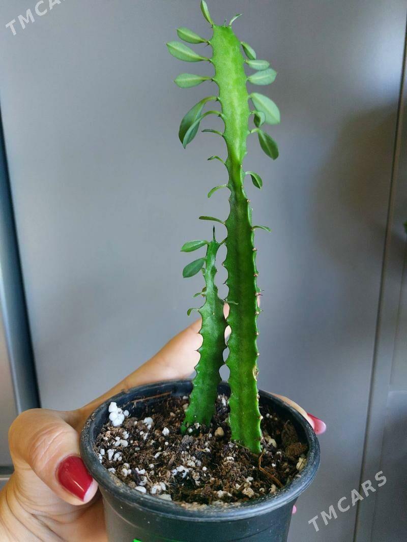 комнатные цветы - 10 мкр - img 1