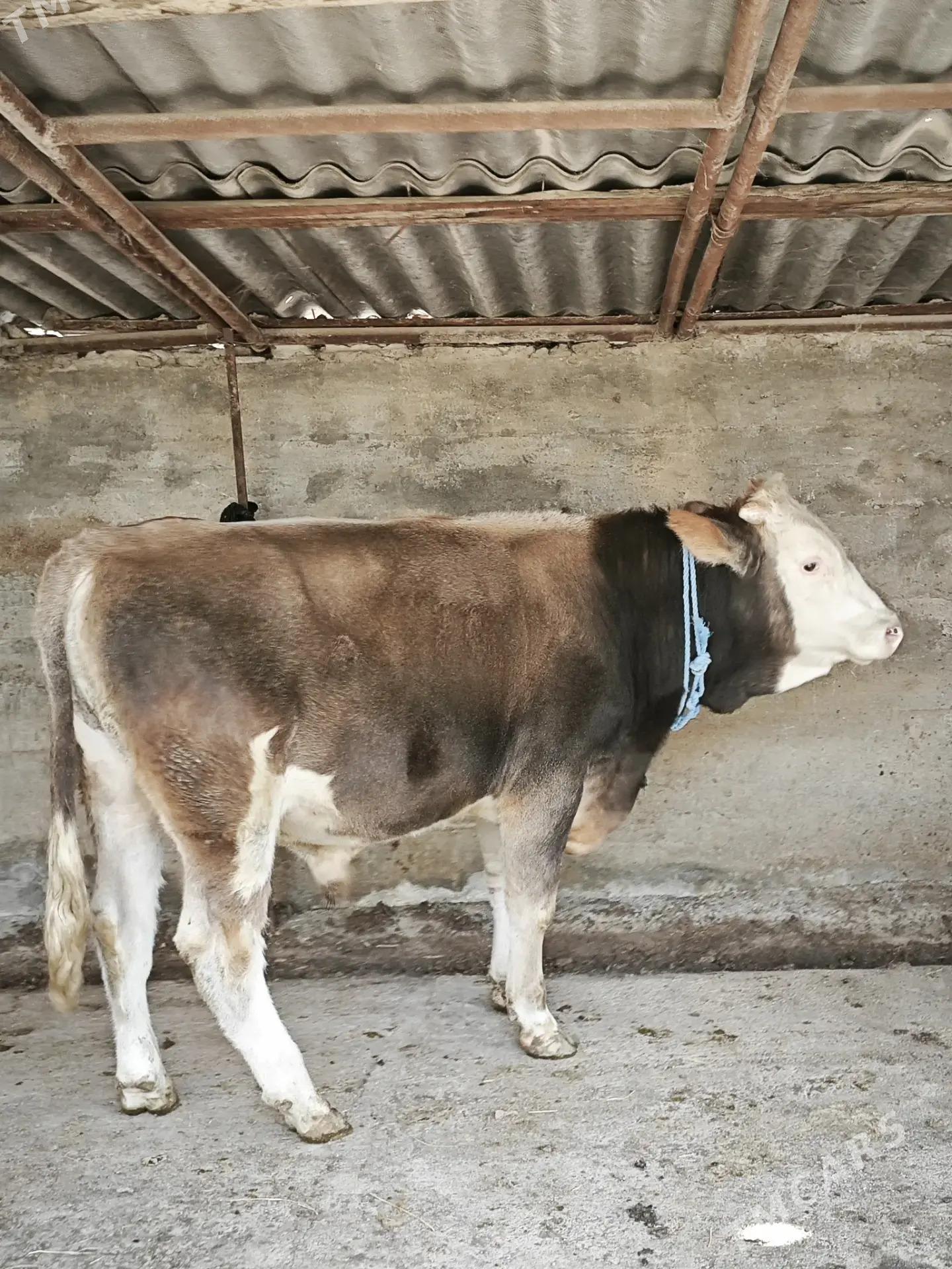 Okuz - Bagyr - img 3