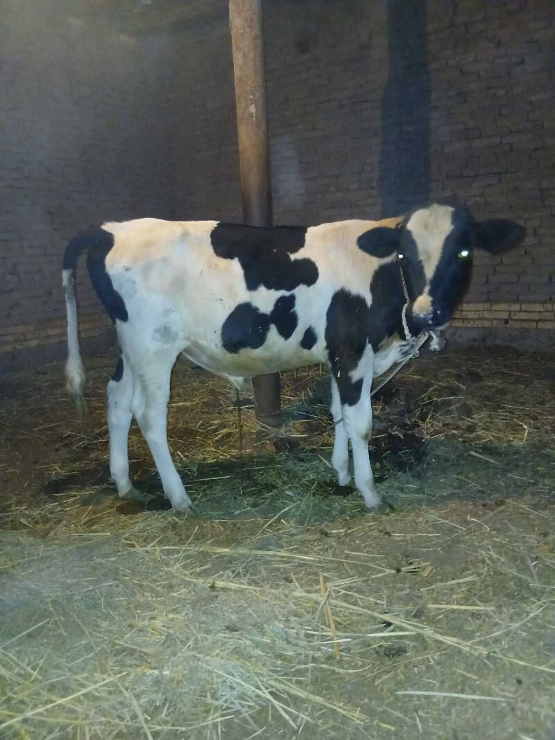 Okuz - Дашогуз - img 7