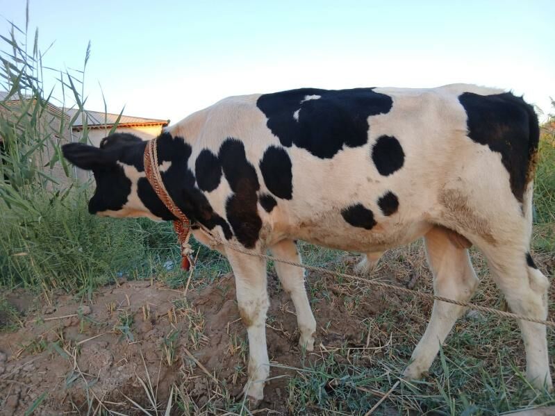 Okuz - Дашогуз - img 8