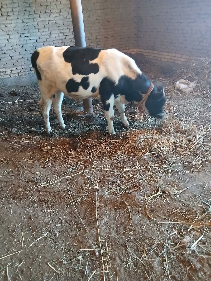 Okuz - Дашогуз - img 6