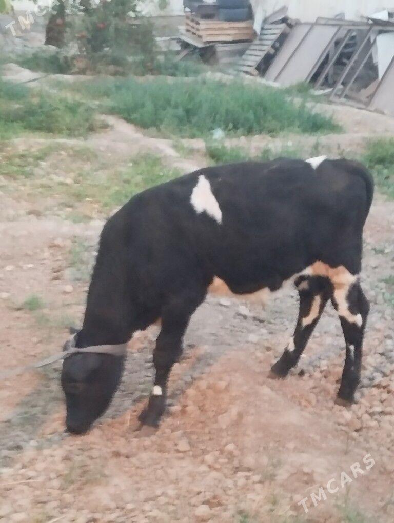 galşteýn öküzçe - Арзув - img 3