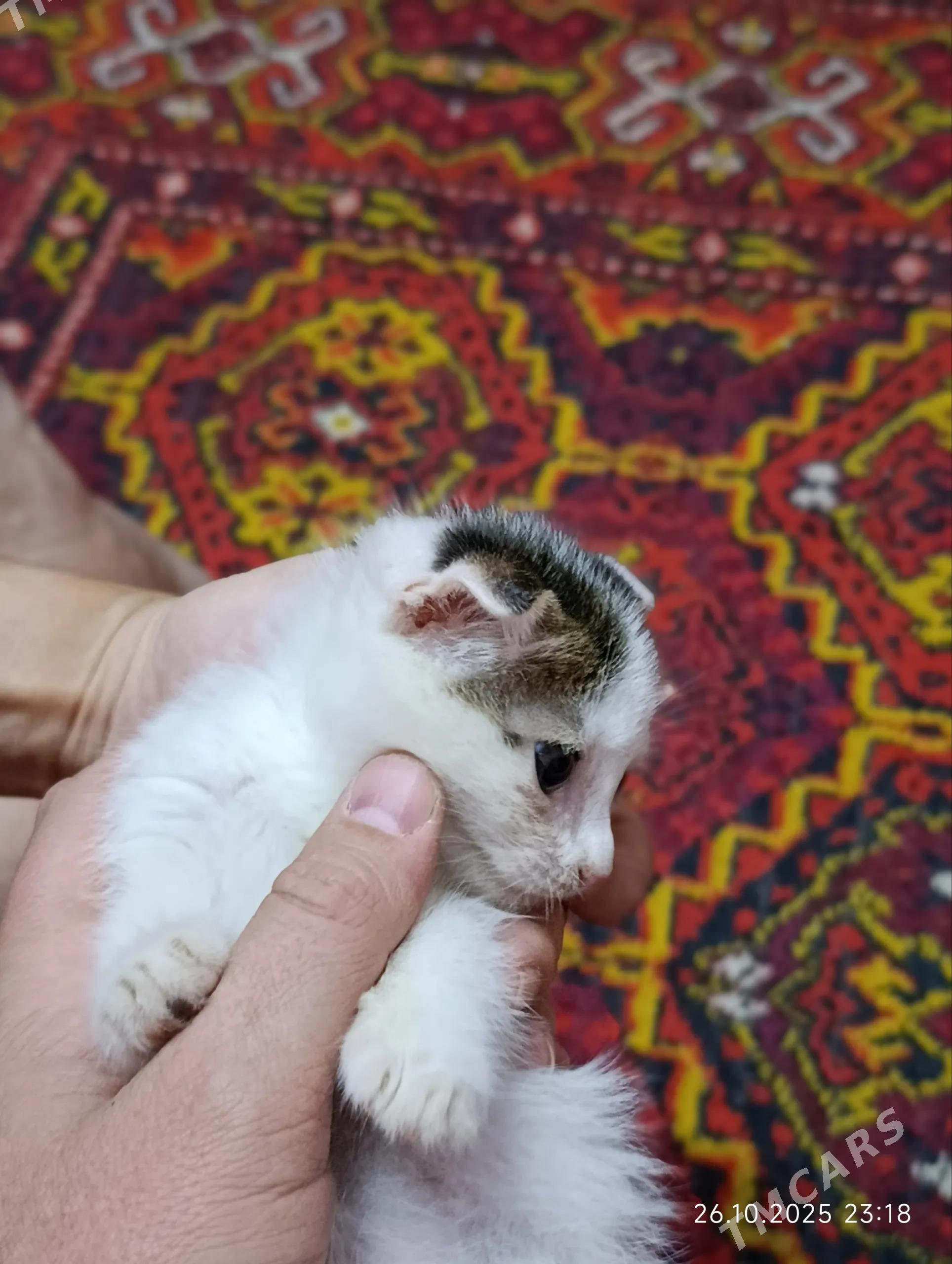 Котята - Дашогуз - img 2