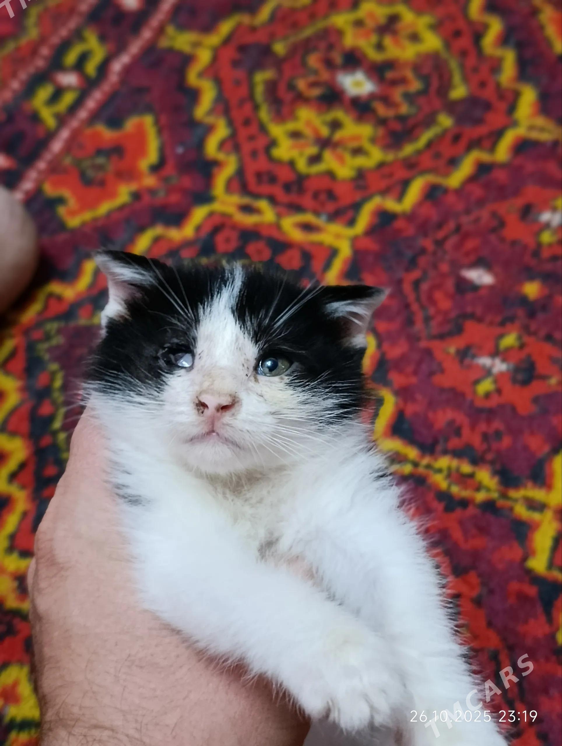 Котята - Дашогуз - img 5