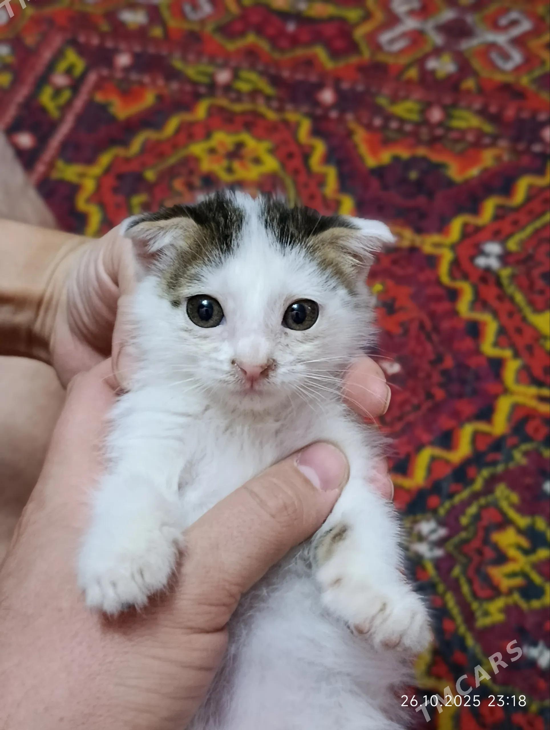 Котята - Дашогуз - img 6