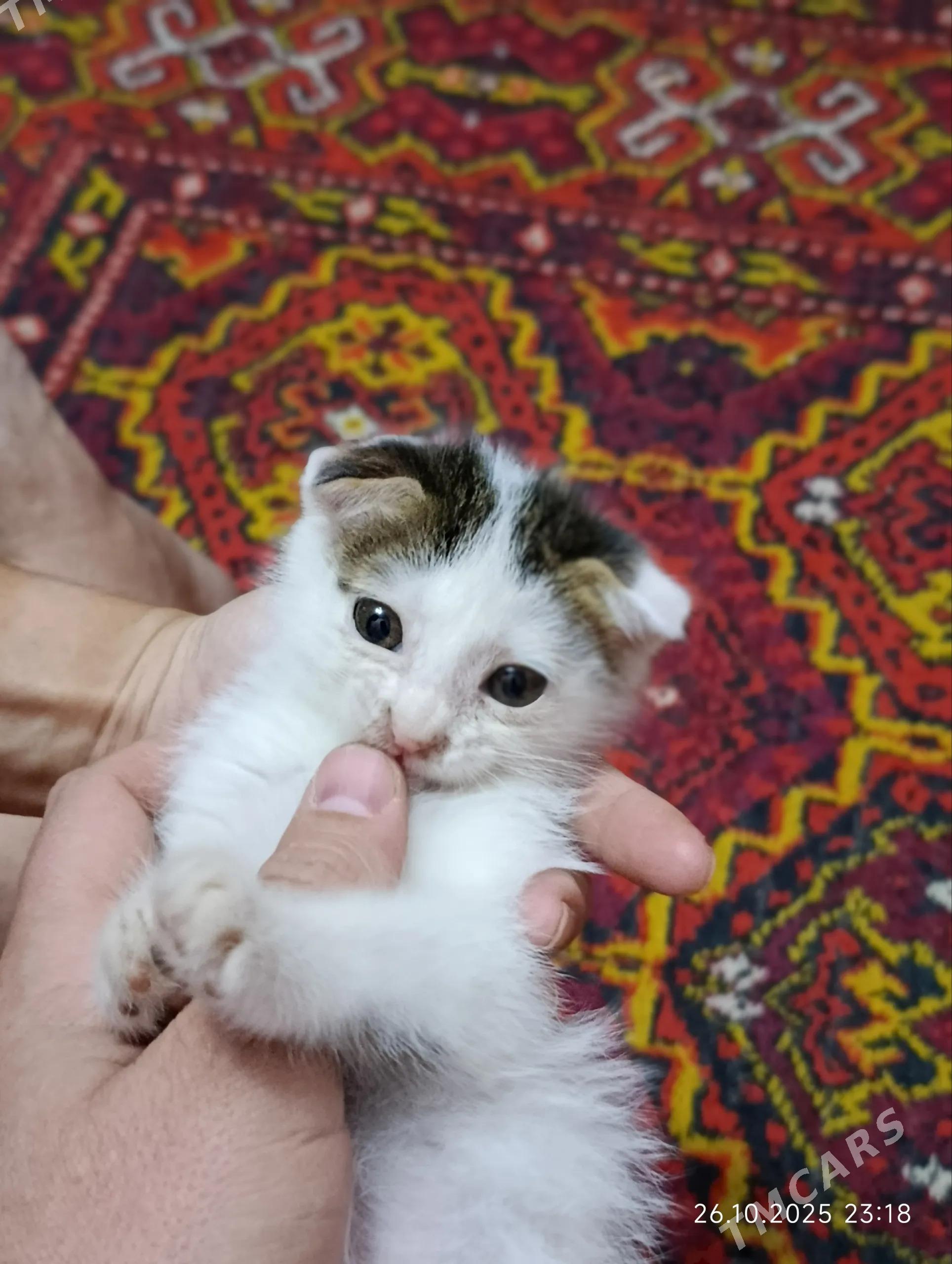 Котята - Дашогуз - img 1