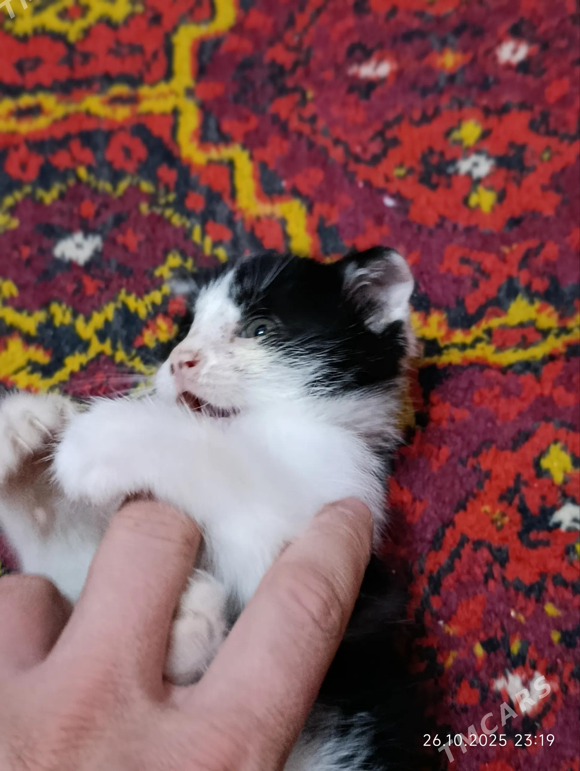 Котята - Дашогуз - img 3