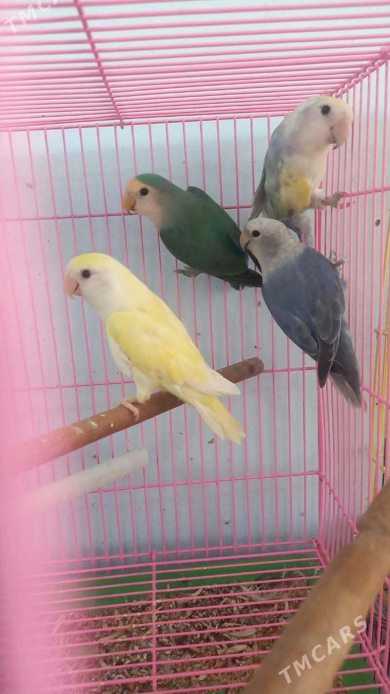 попугаи неразлучники - Aşgabat - img 1