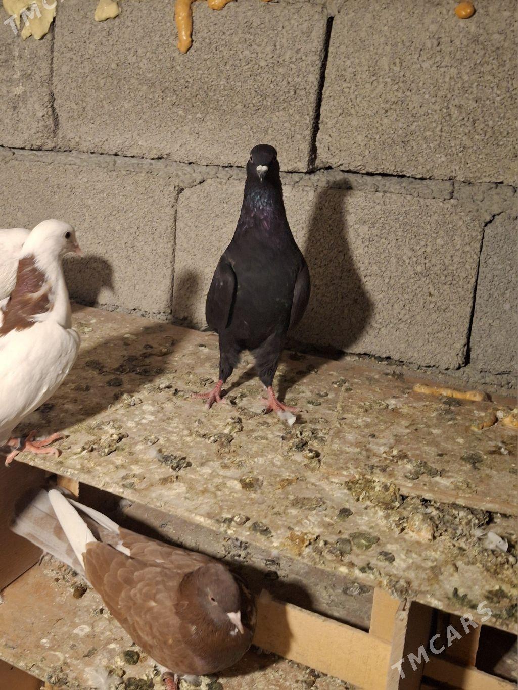 kepderi  голуб - Aşgabat - img 2