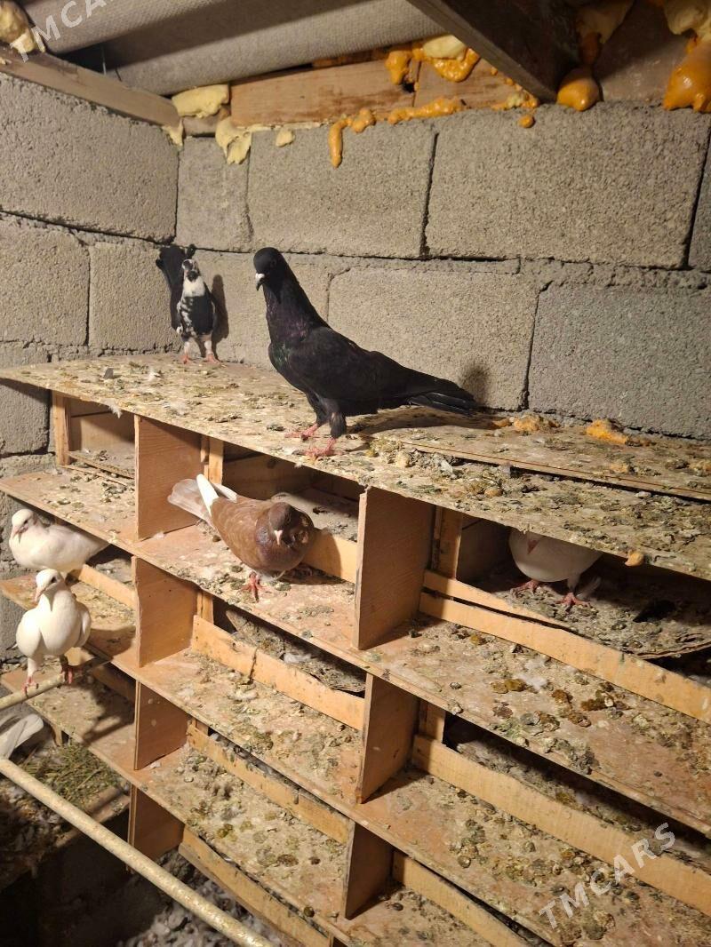 kepderi  голуб - Aşgabat - img 3