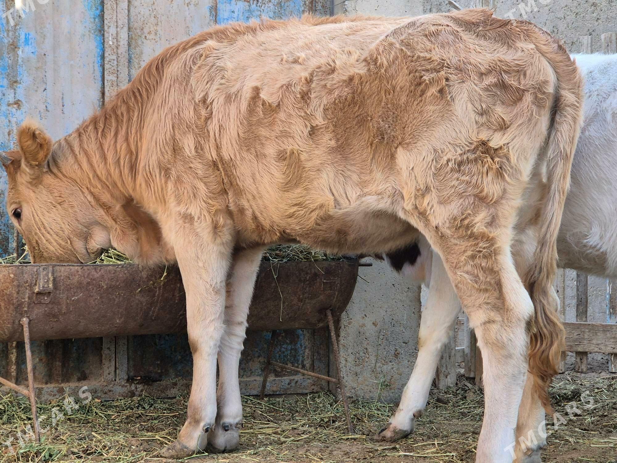 okuz - Эсенгулы - img 2