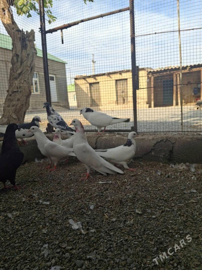 kepderi  голуб - Aşgabat - img 4