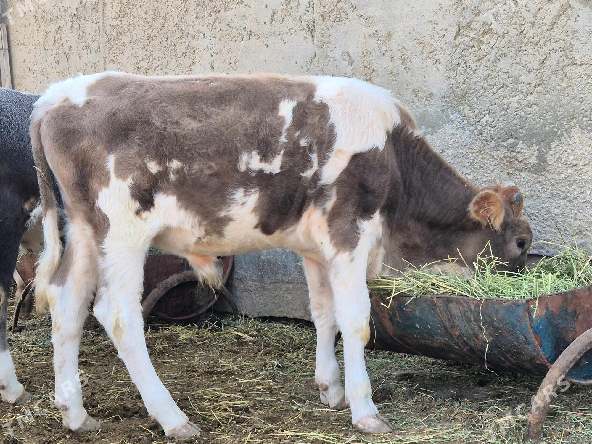 okuz - Эсенгулы - img 4