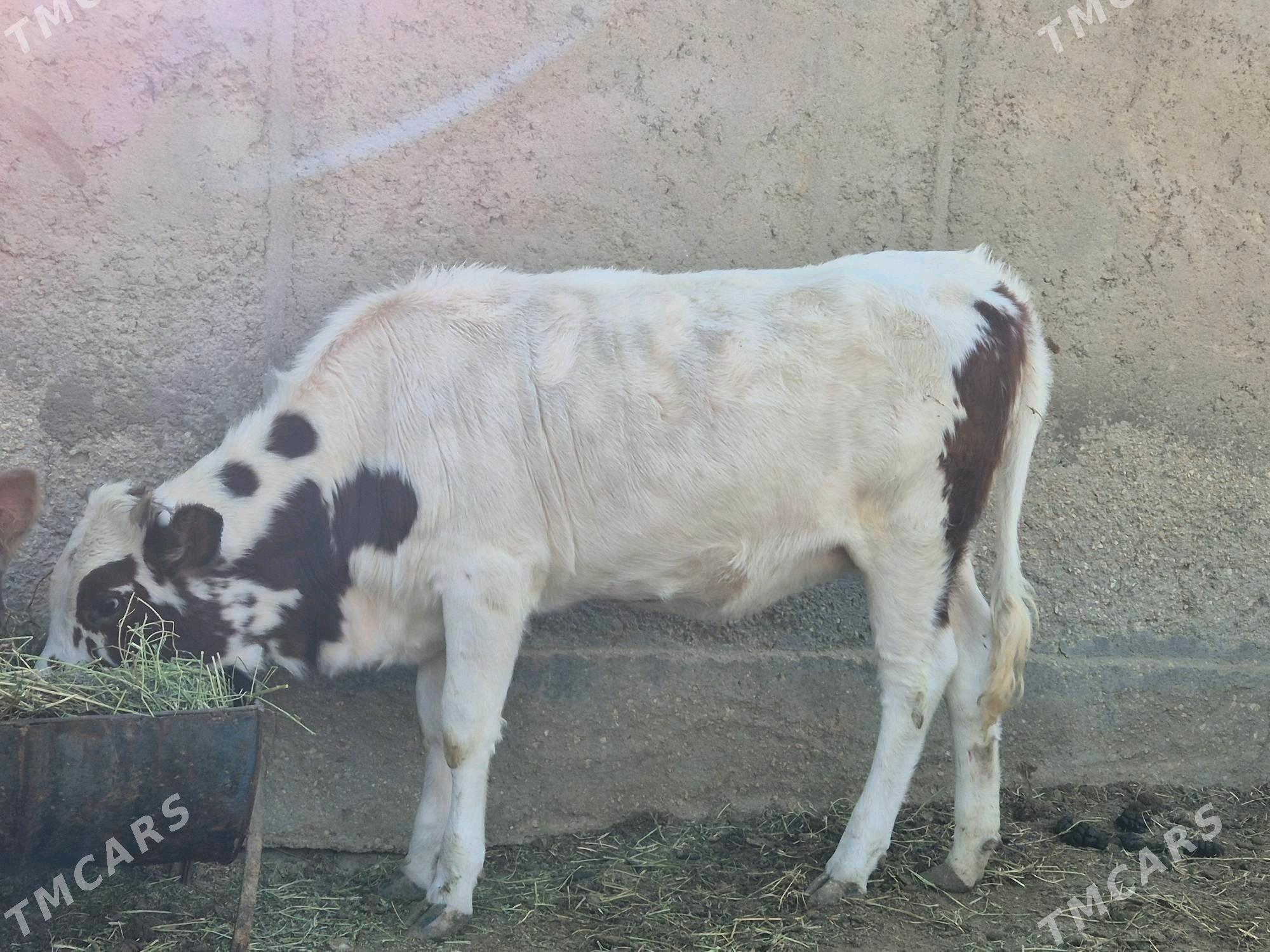 okuz - Эсенгулы - img 3