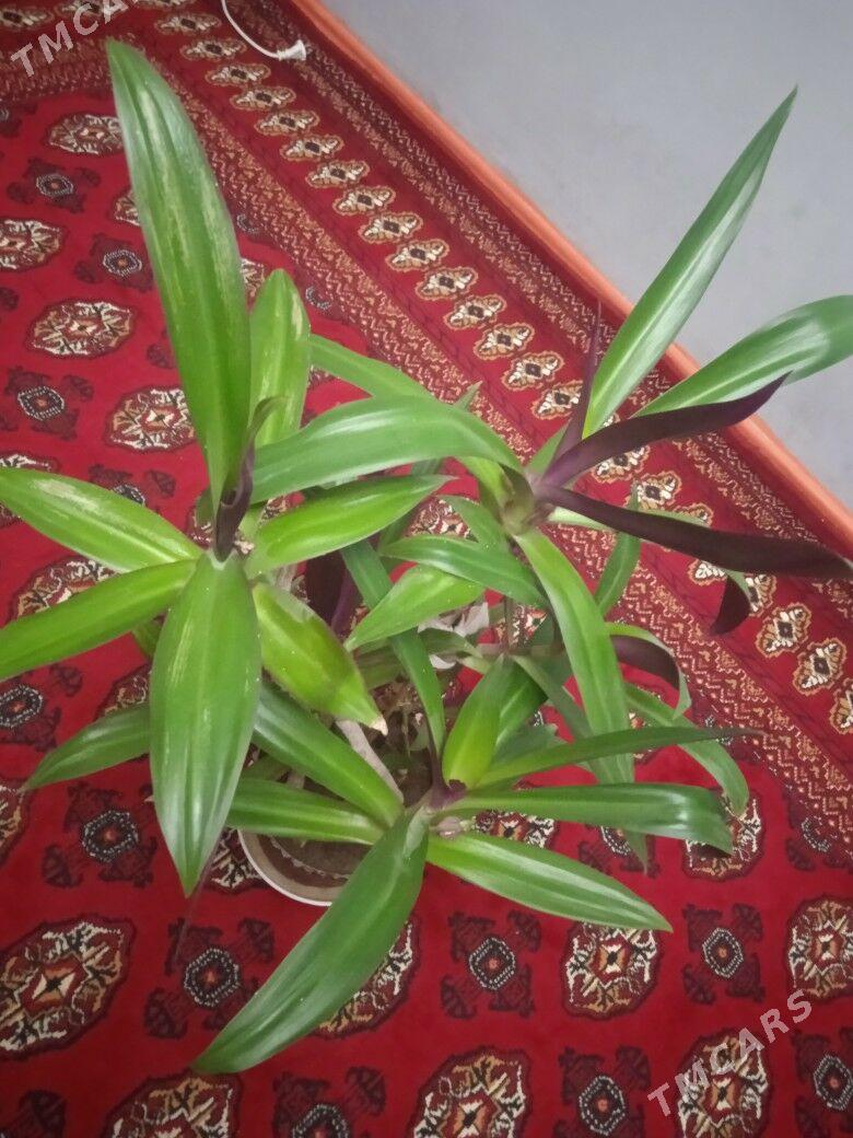 Домашний цветок - Ашхабад - img 2