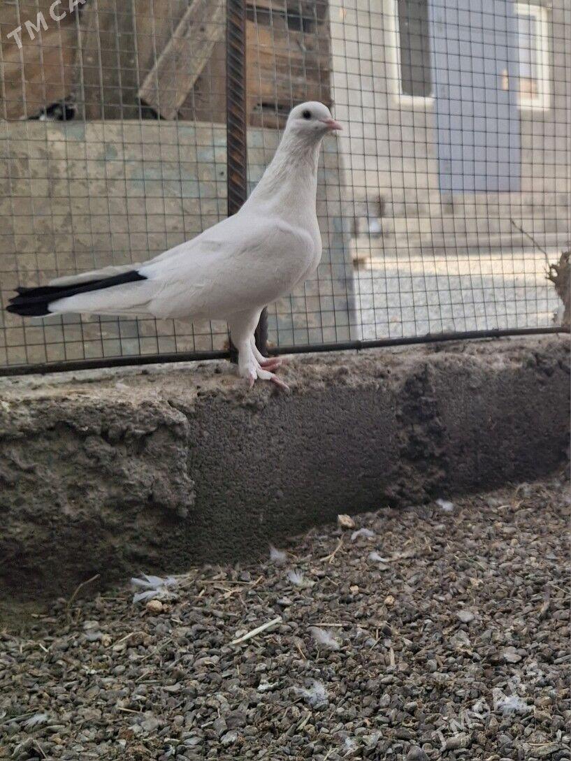 kepderi голуб - Aşgabat - img 1