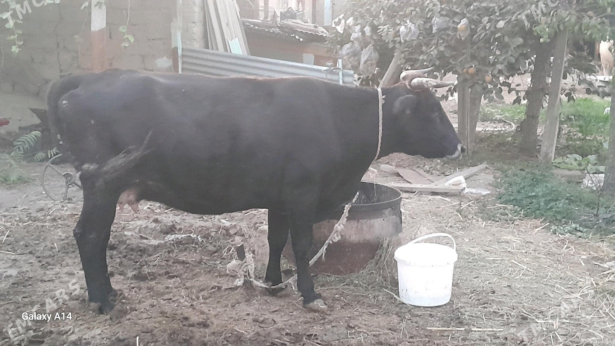 sygyr bakylan - Бахарден - img 1