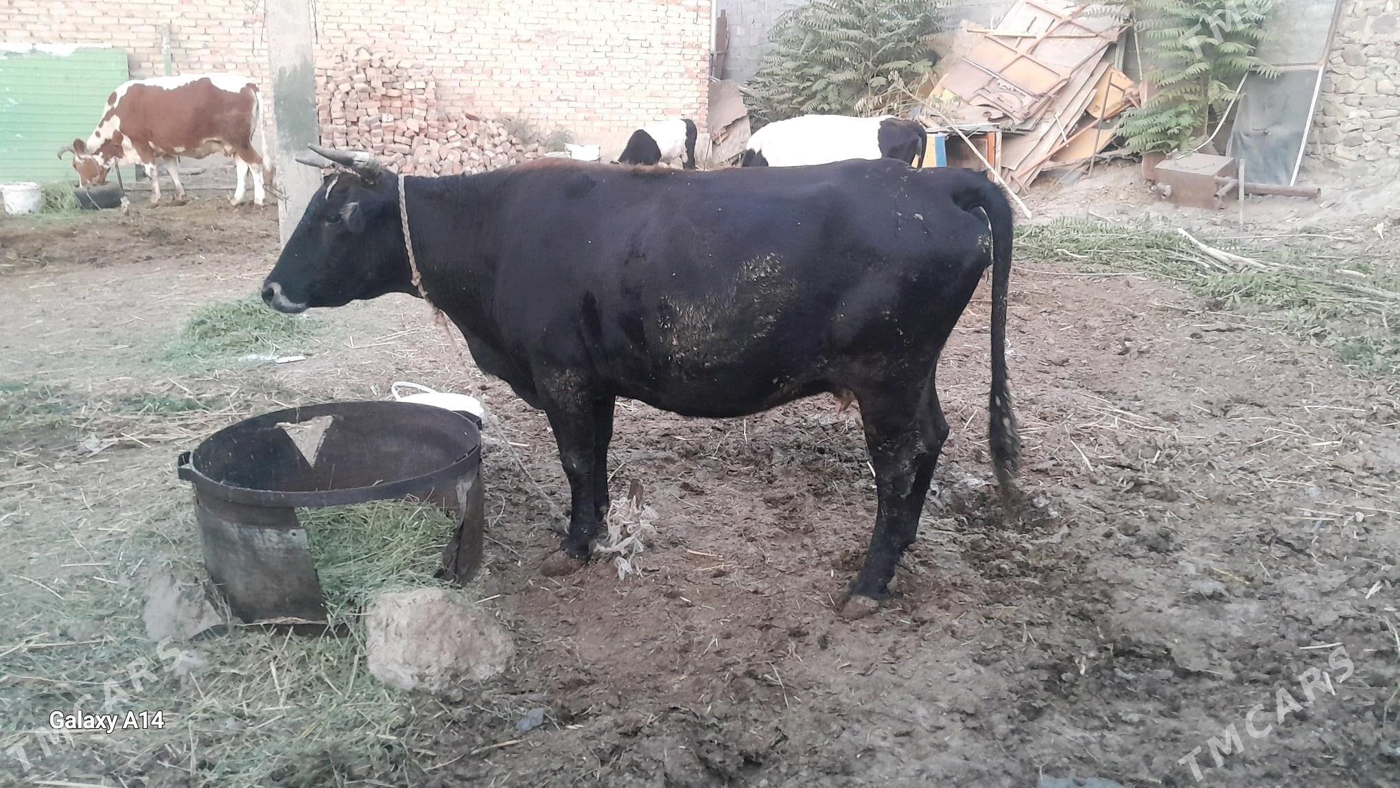 sygyr bakylan - Бахарден - img 4