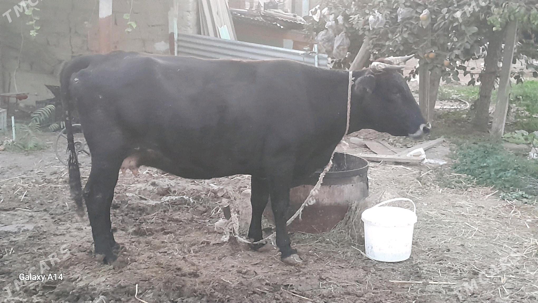 sygyr bakylan - Бахарден - img 2