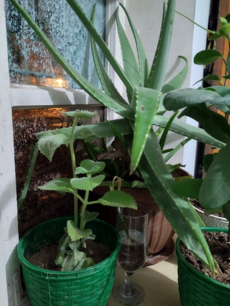 bambuk - Туркменбаши - img 5