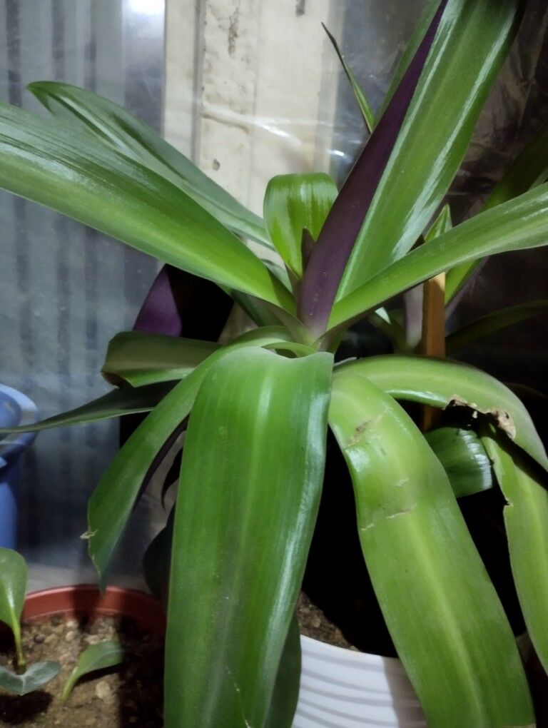 bambuk - Туркменбаши - img 4