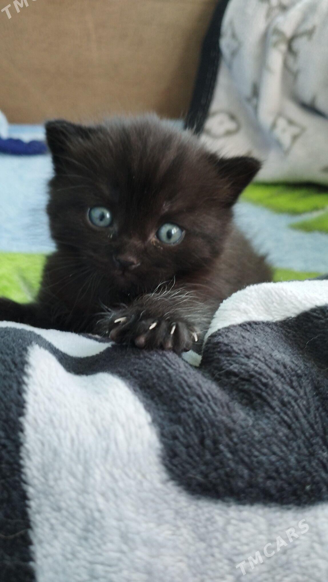 домашние животные - Ашхабад - img 1