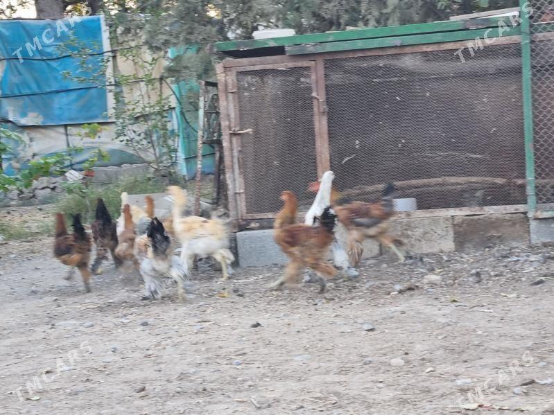 balgar towuklar - Gökje - img 2