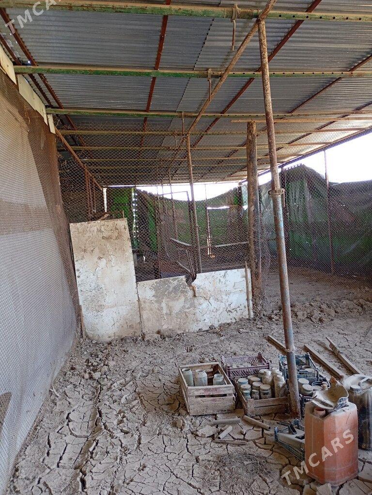 Melek er 10 gekdar - Kaka - img 4