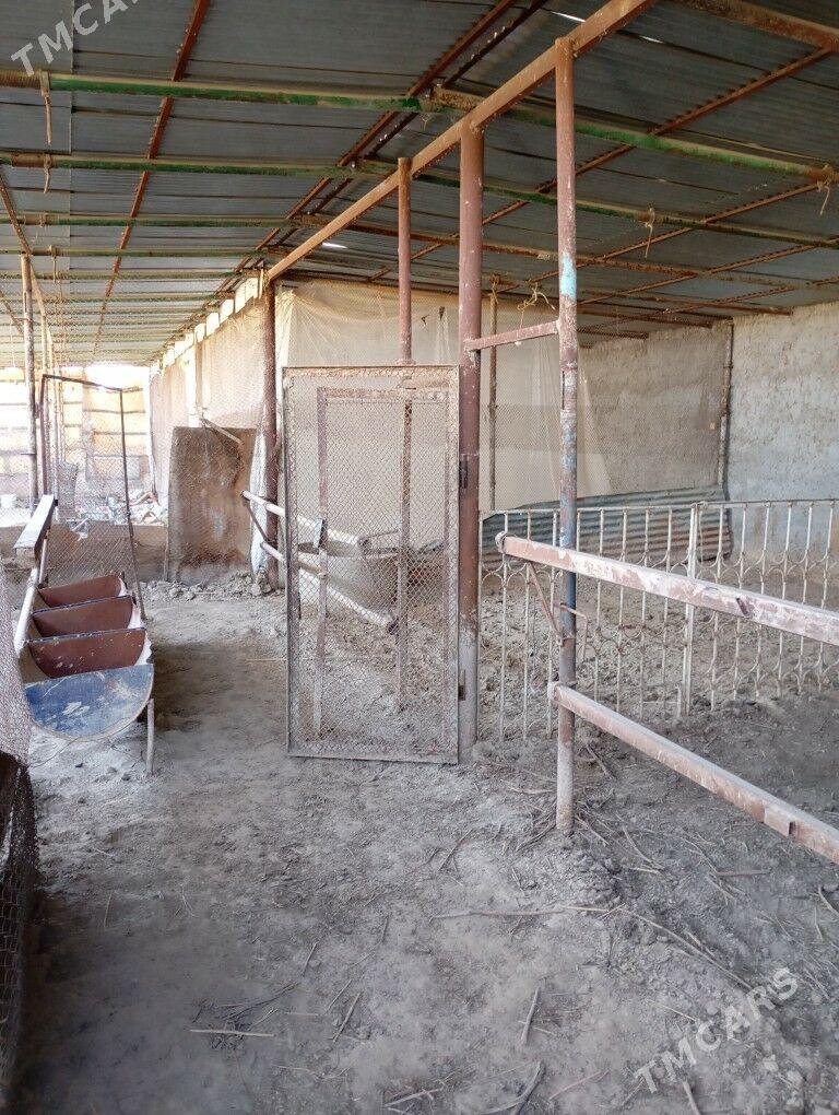 Melek er 10 gekdar - Kaka - img 5