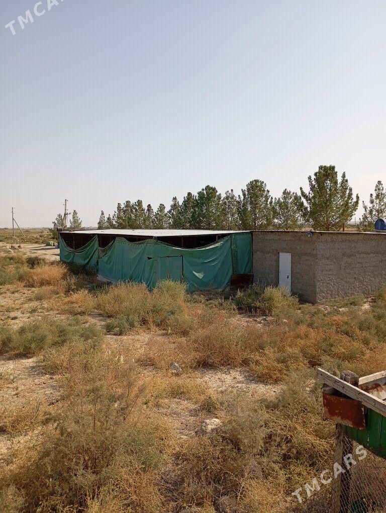 Melek er 10 gekdar - Kaka - img 9