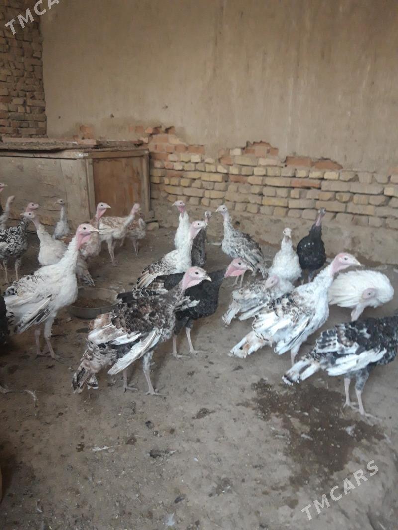 INDUSKA - Кака - img 1