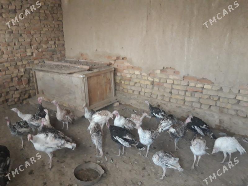 INDUSKA - Кака - img 2