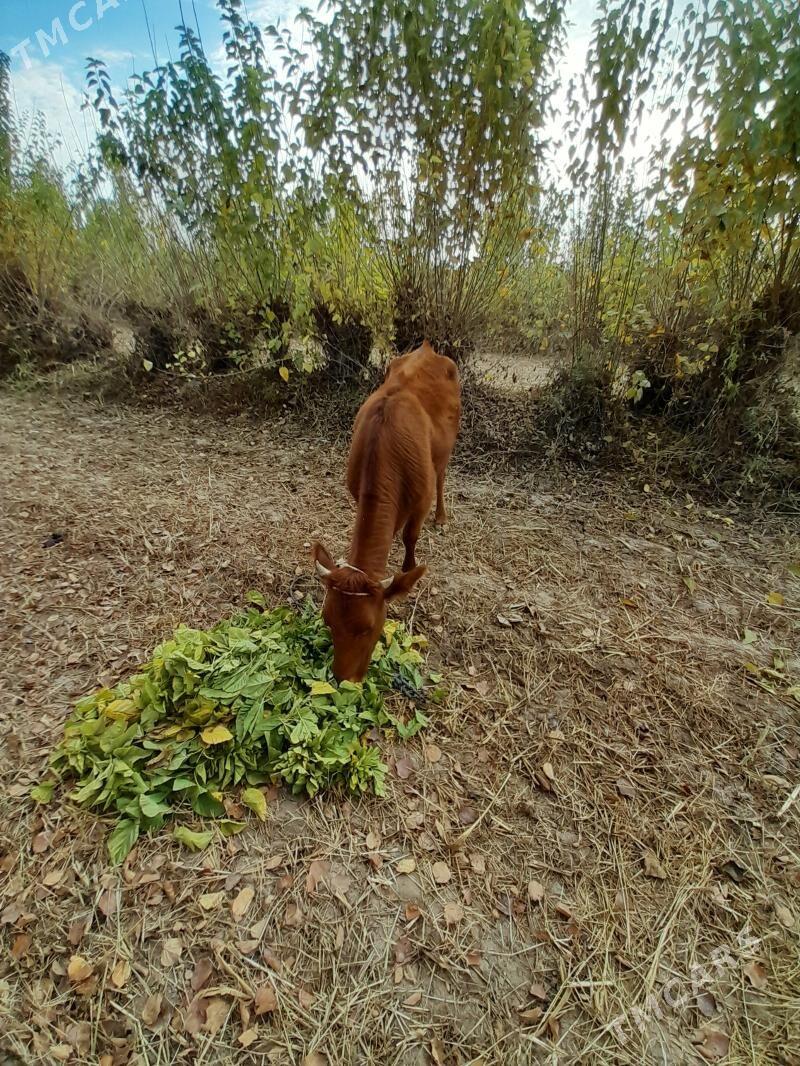 gaçar - Болдумсаз - img 3