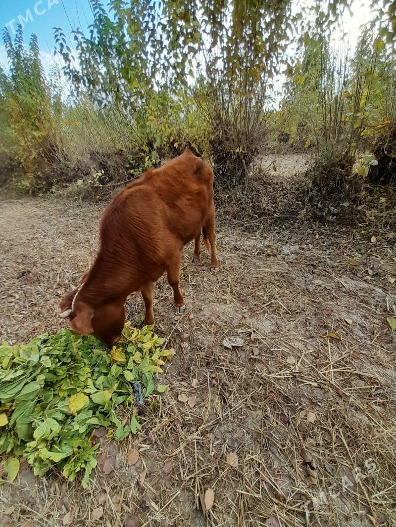 gaçar - Болдумсаз - img 1