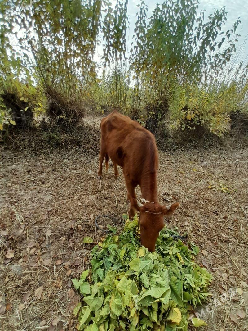 gaçar - Болдумсаз - img 2