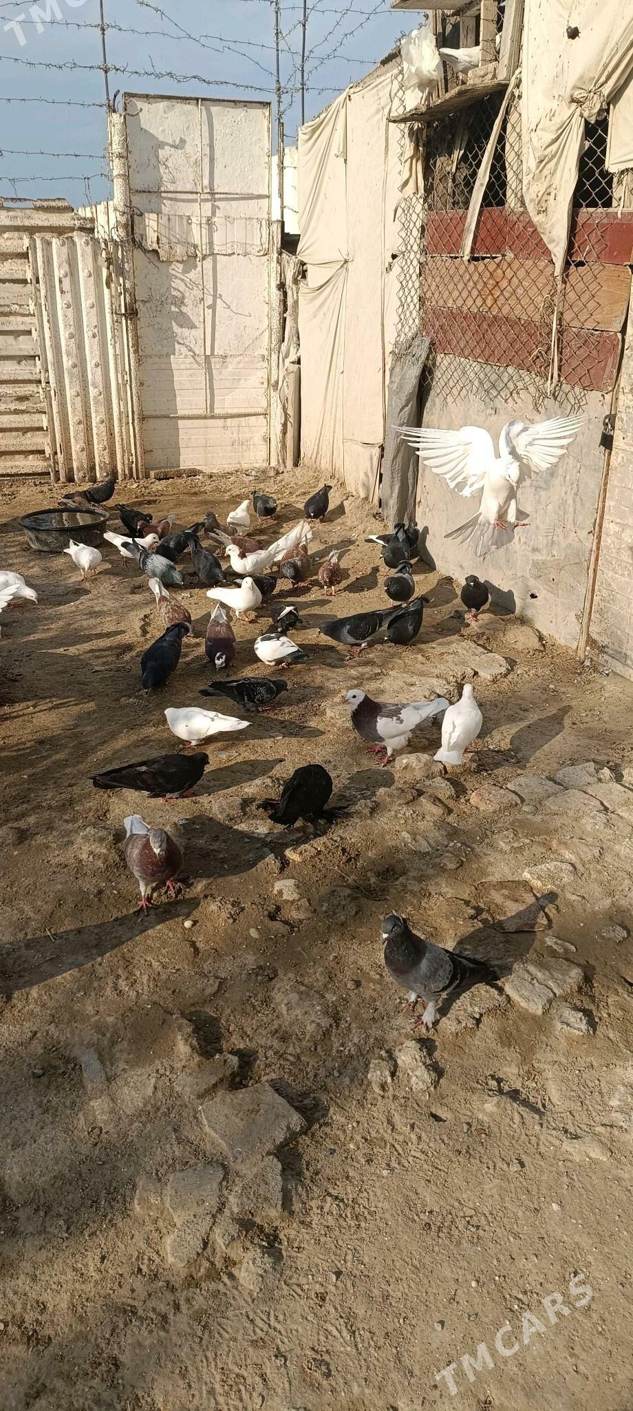 poştowoý we beýleki kepderler - Esenguly - img 4