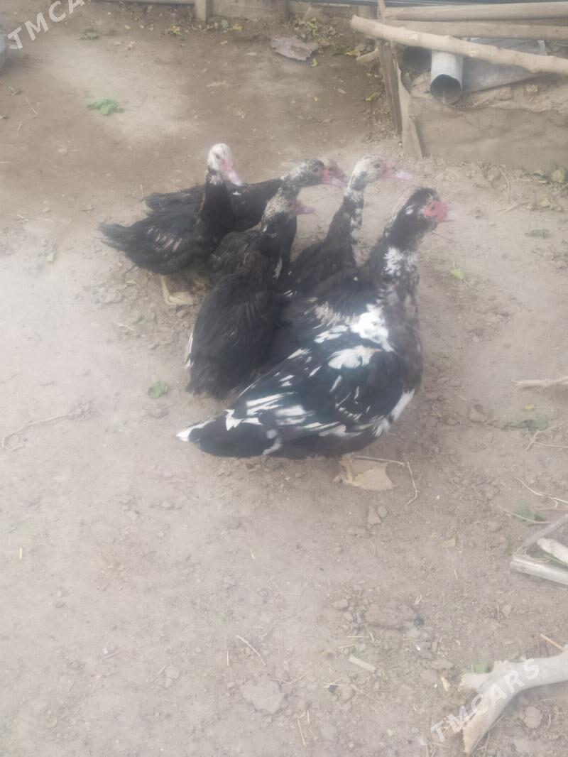 индушка - Дашогуз - img 3