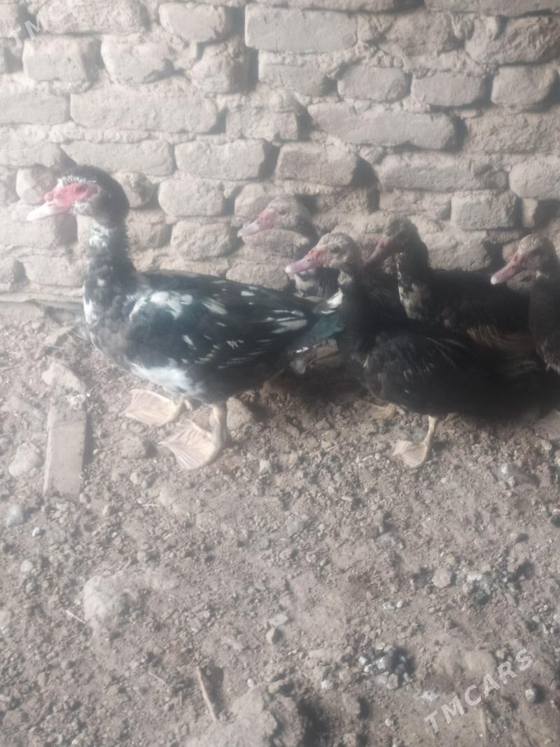 индушка - Дашогуз - img 2