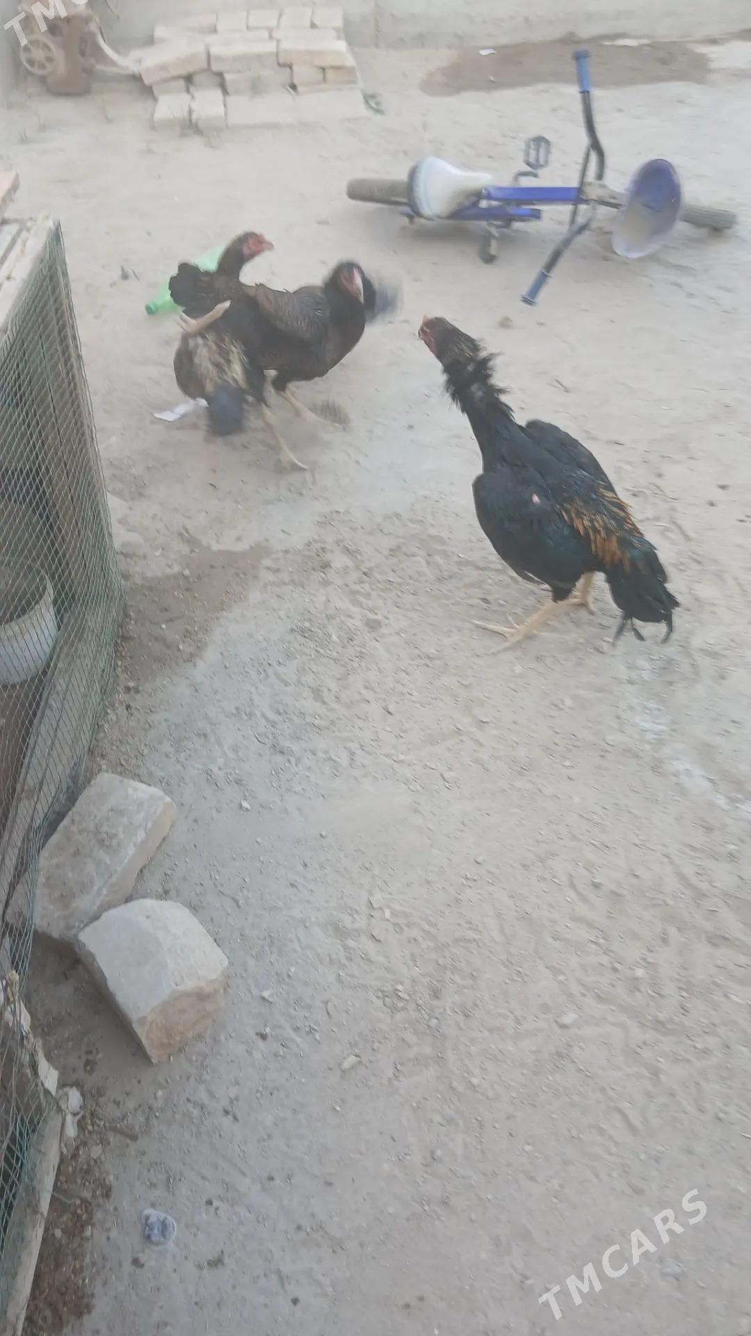 jüje - Çärjew - img 2