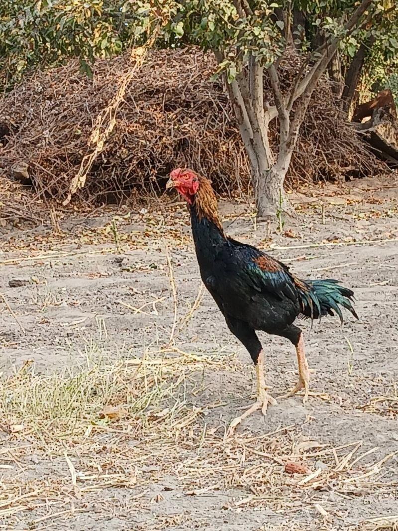 Чистый Озбек тохум - Шабатский этрап - img 1