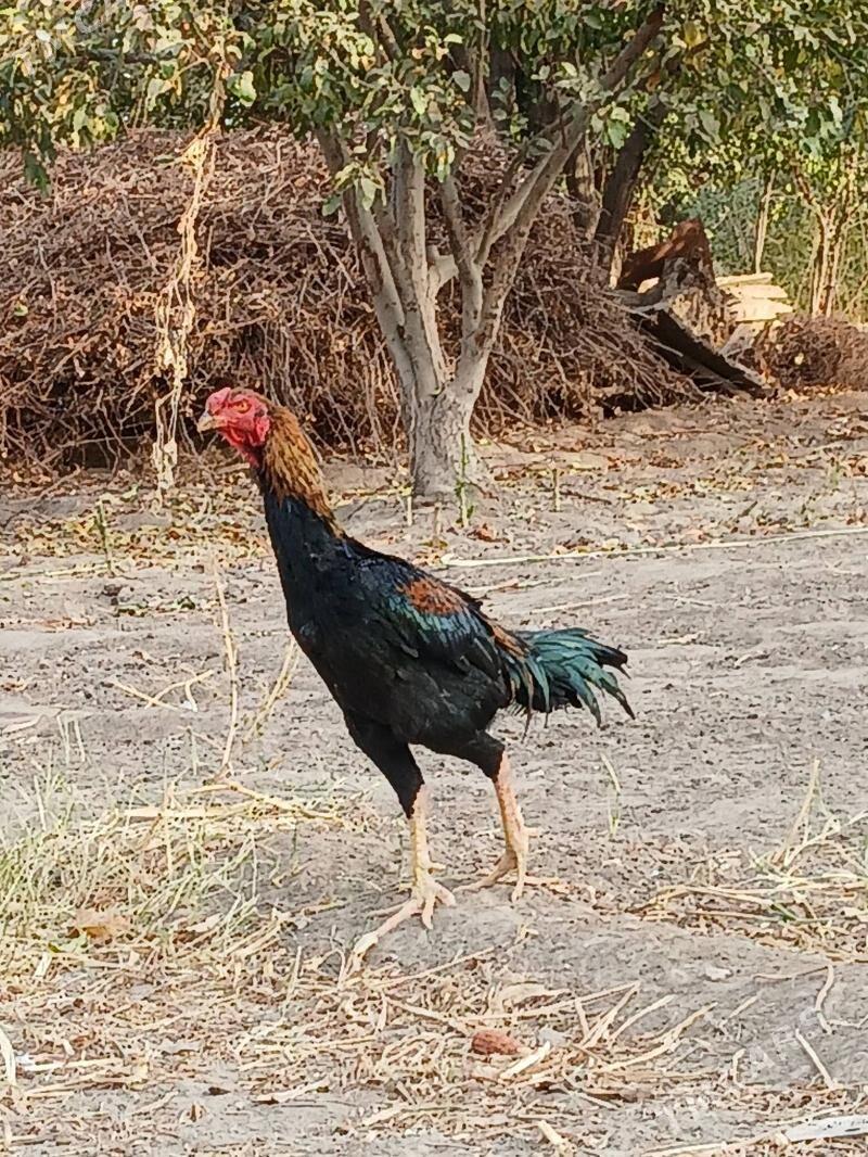 Чистый Озбек тохум - Şabat etr. - img 2