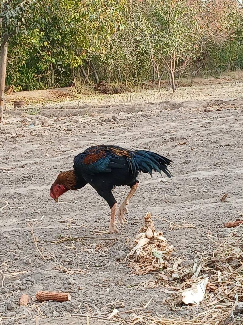 Чистый Озбек тохум - Şabat etr. - img 6