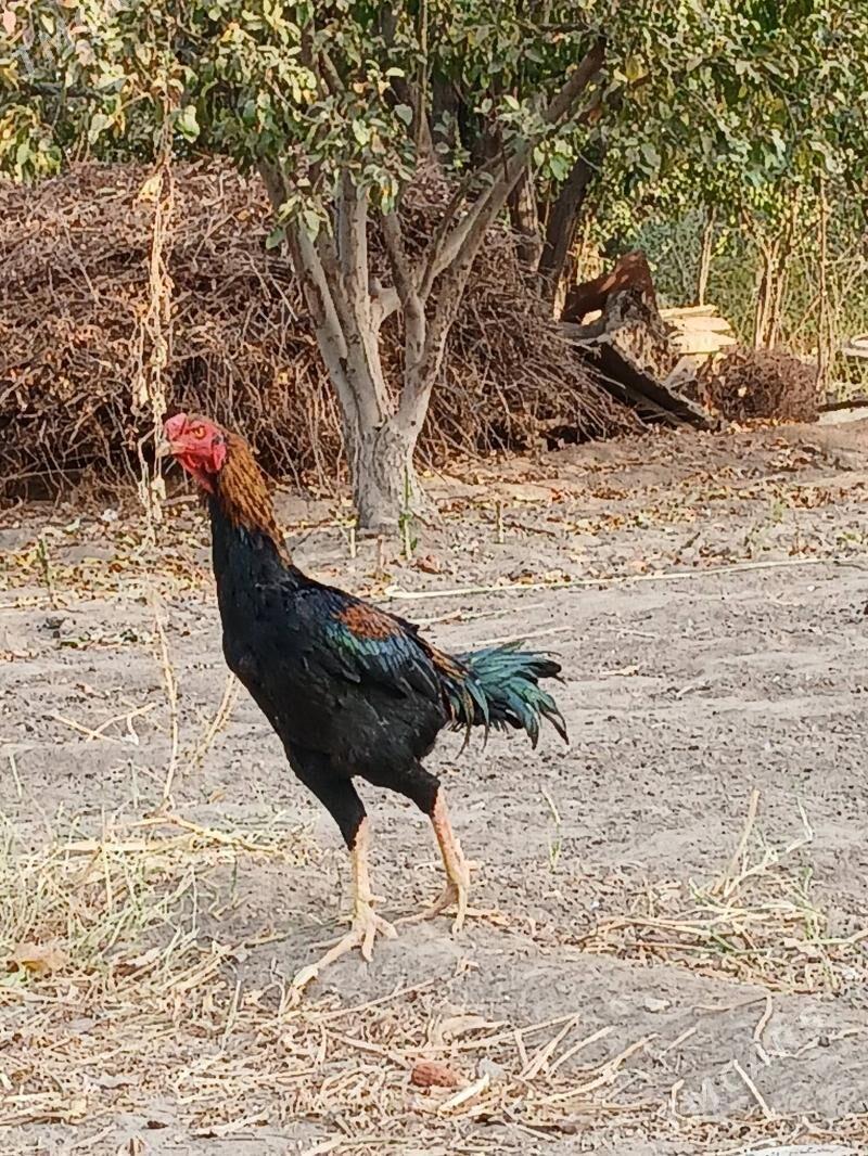 Чистый Озбек тохум - Şabat etr. - img 3