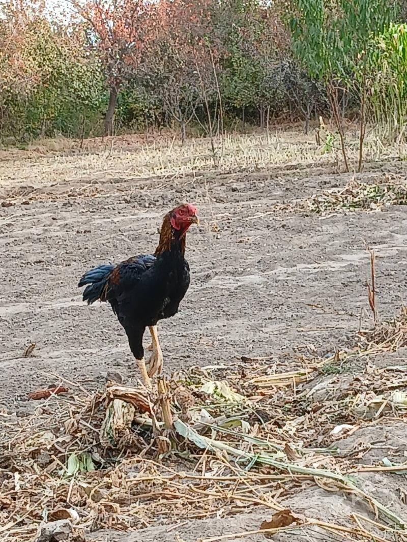 Чистый Озбек тохум - Şabat etr. - img 5