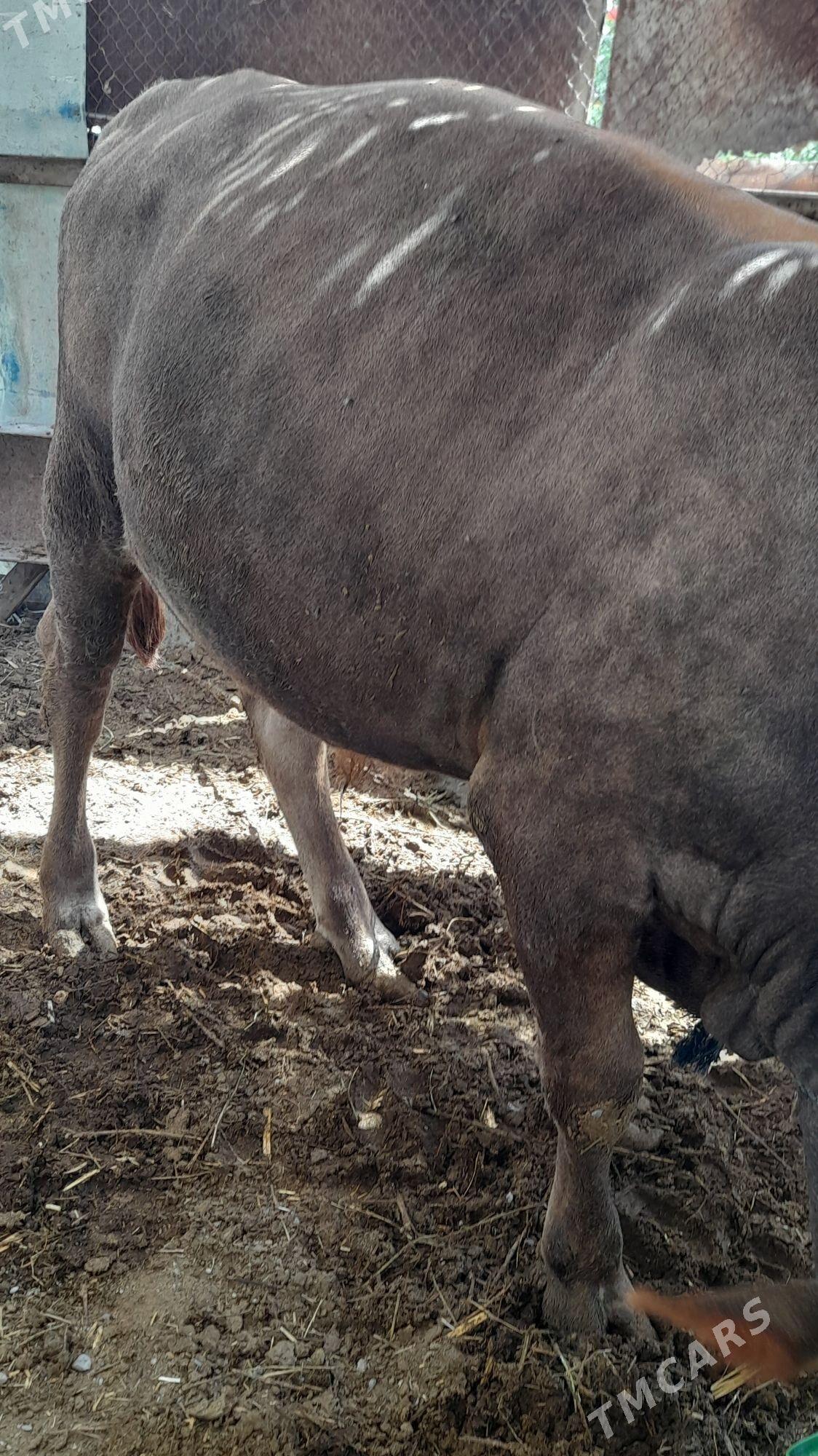 Õküz - Гёкдепе - img 2