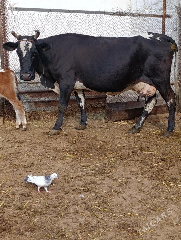 cornypıostr golelı sygyr - Гёкдепе - img 3