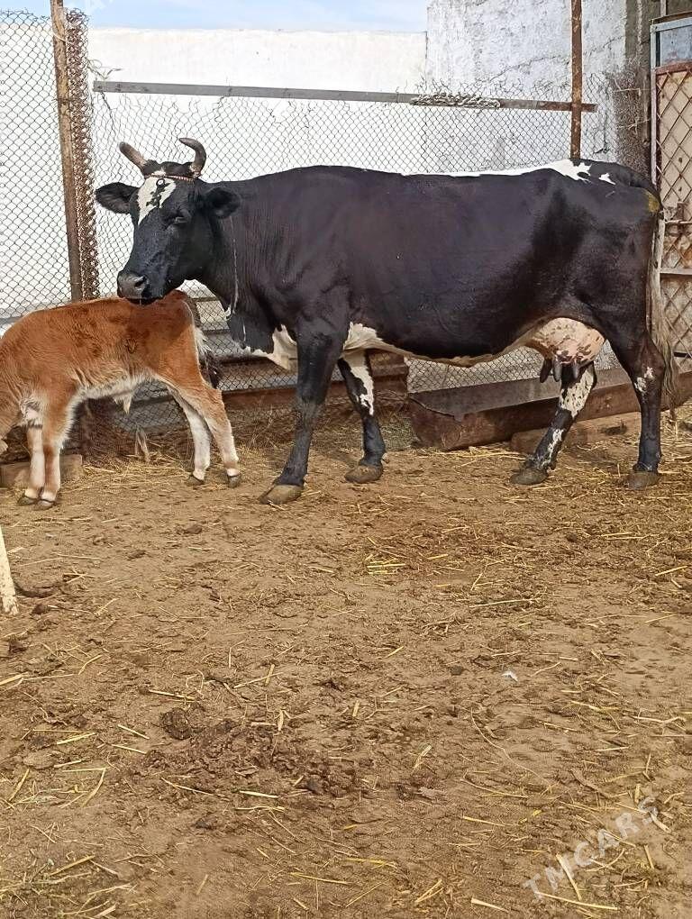 cornypıostr golelı sygyr - Гёкдепе - img 2