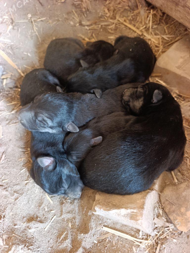 Awçarka - Halaç - img 3